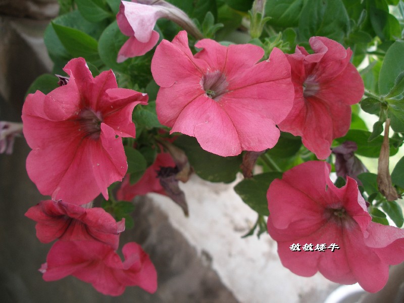 ţ����~~��ţ��(�������ͼ)