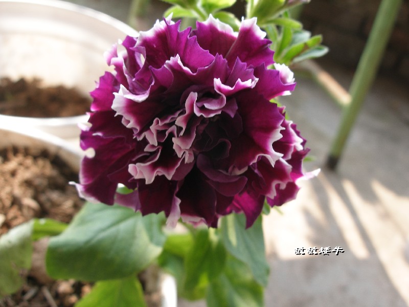 ţ����~~��ţ��(�������ͼ)