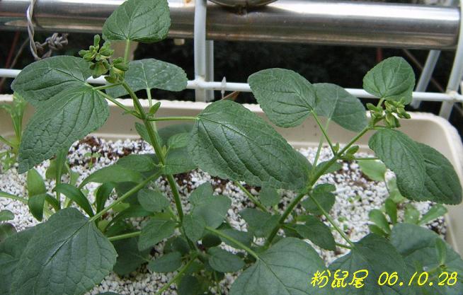 С�������ڳɳ���10/23����~P21��