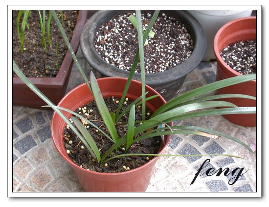 �춥��������ֲ��