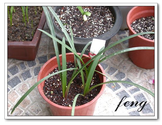 �춥��������ֲ��