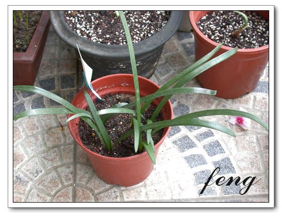 �춥��������ֲ��