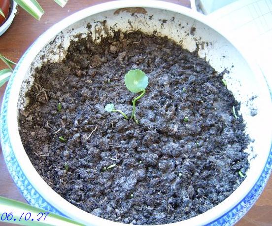 С�������ڳɳ���10/23����~P21��