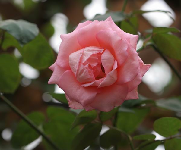 ���伯----�ҵ��¼���԰(�У�3���£�