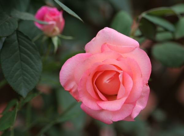 ���伯----�ҵ��¼���԰(�У�3���£�