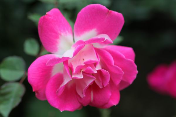 ���伯----�ҵ��¼���԰(�У�3���£�