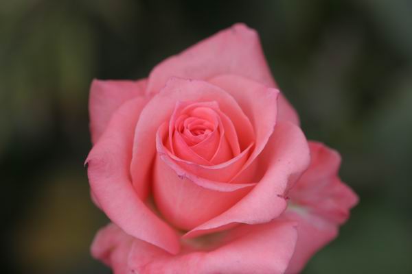 ���伯----�ҵ��¼���԰(�У�3���£�