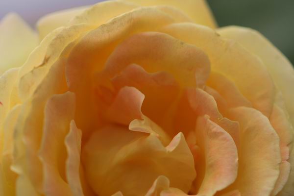 ���伯----�ҵ��¼���԰(�У�3���£�