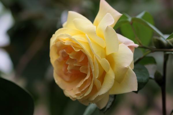 ���伯----�ҵ��¼���԰(�У�3���£�