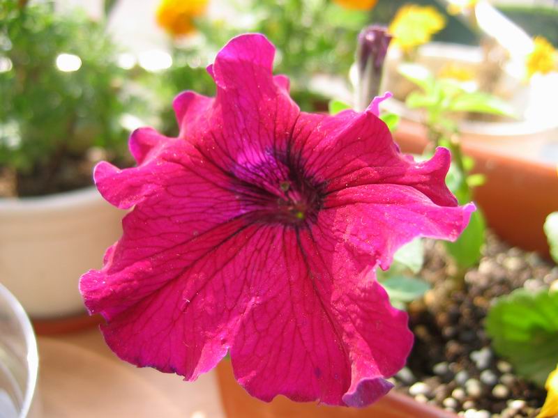 ţ����~~��ţ��(�������ͼ)