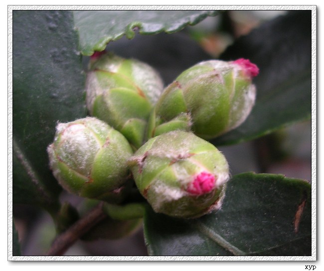 �軨-��������Ҳ����