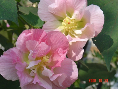 ���Ǽ���ʵ��СԺ��