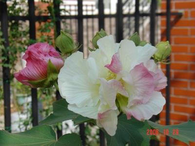 ���Ǽ���ʵ��СԺ��