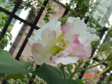 ���Ǽ���ʵ��СԺ��