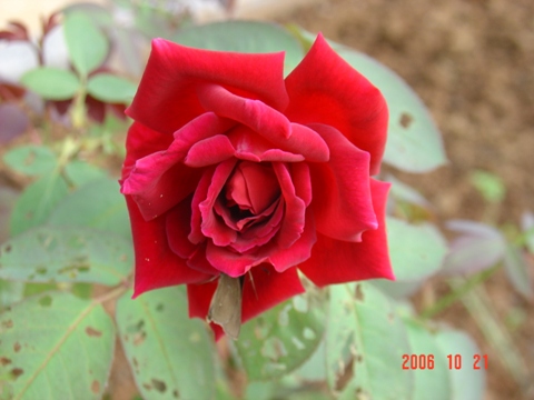 ���Ǽ���ʵ��СԺ��