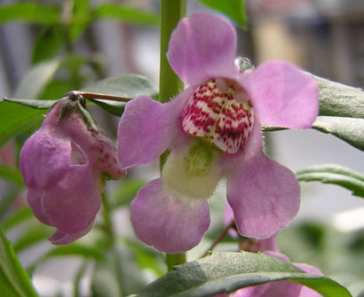 ��ʹ����ѿ��������P3��