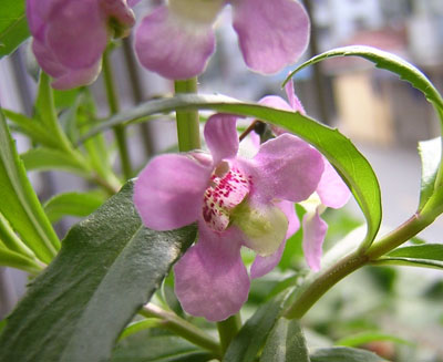 ��ʹ����ѿ��������P3��