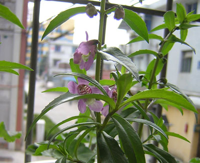 ��ʹ����ѿ��������P3��