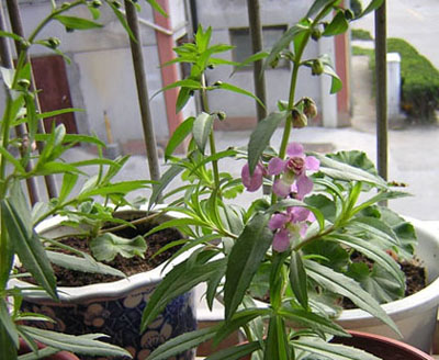 ��ʹ����ѿ��������P3��