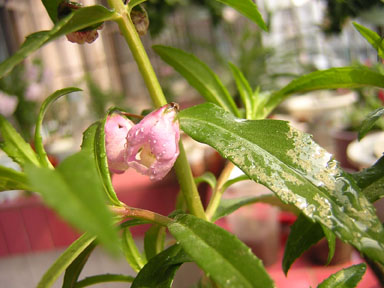 ��ʹ����ѿ��������P3��