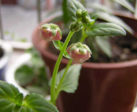 ��ʹ����ѿ��������P3��