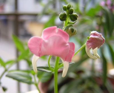 ��ʹ����ѿ��������P3��