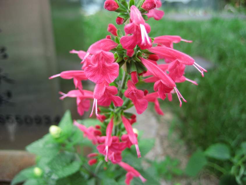 ����ʲô��������н�