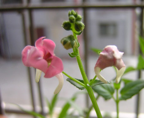 ��ʹ����ѿ��������P3��