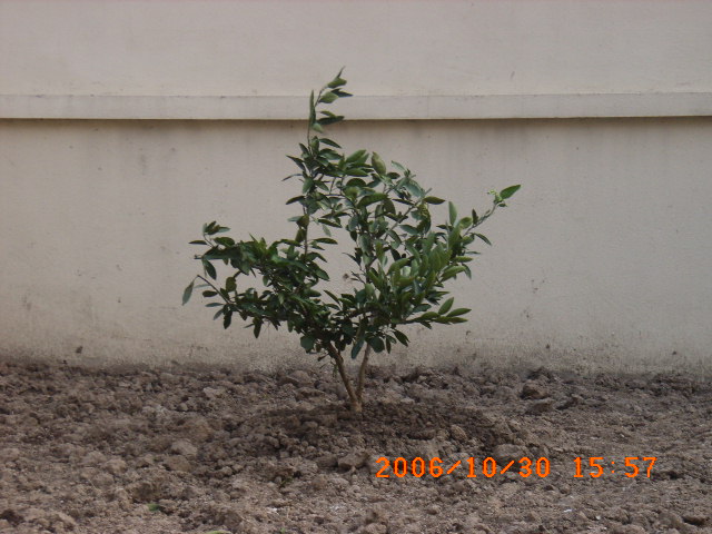 ѧ���輯˼����,DIYСԺ��