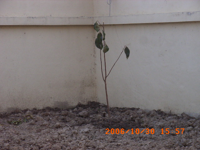 ѧ���輯˼����,DIYСԺ��