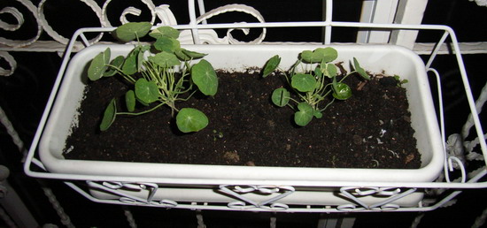 7��29��  ����޴��ǣţ P26  ����   *-*����Ļ�԰*-*