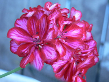 [ԭ��]�ҵĻ���