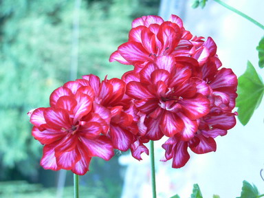 [ԭ��]�ҵĻ���