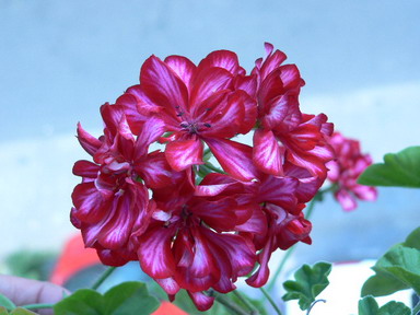 [ԭ��]�ҵĻ���