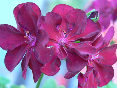 [ԭ��]�ҵĻ���