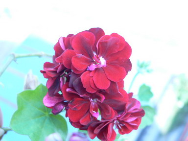 [ԭ��]�ҵĻ���