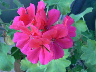 [ԭ��]�ҵĻ���