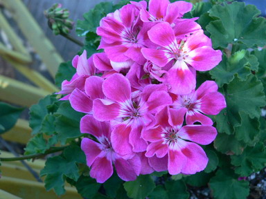 [ԭ��]�ҵĻ���