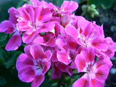 [ԭ��]�ҵĻ���