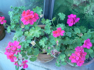 [ԭ��]�ҵĻ���