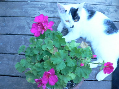 [ԭ��]�ҵĻ���