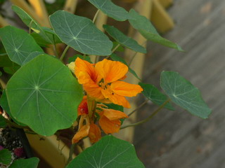 [ԭ��]�ҵĻ���