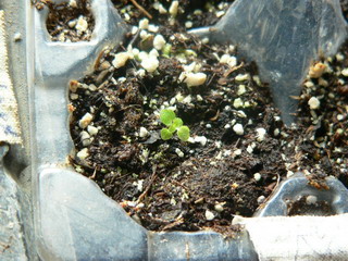 [ԭ��]�ҵĻ���