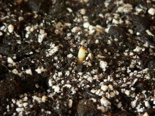 [ԭ��]�ҵĻ���