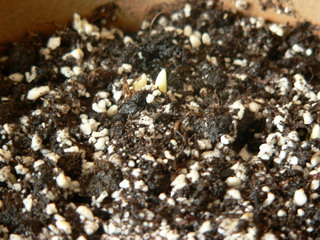 [ԭ��]�ҵĻ���