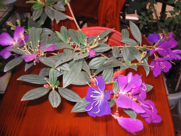 [��ͼ]��̨�����㱨(����PP��P7/8)