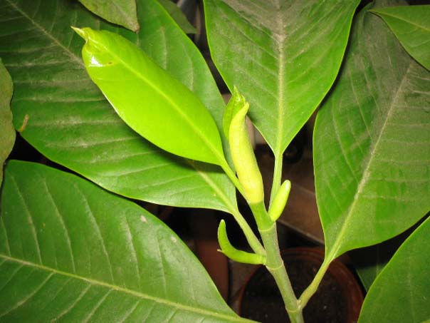 [��ͼ]������̨����(����PP��P7/8)