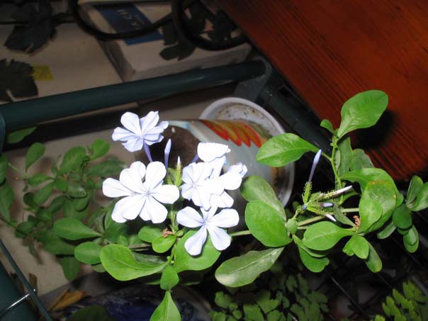 [��ͼ]������̨����(����PP��P7/8)