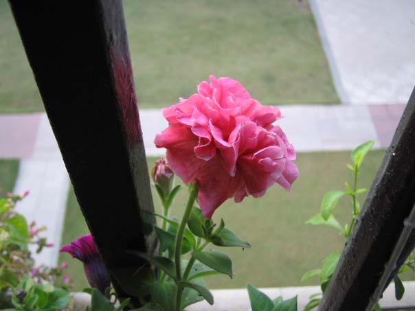 [��ͼ]������̨����(����PP��P7/8)