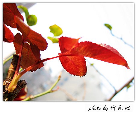 �ɱ�ȥ������~